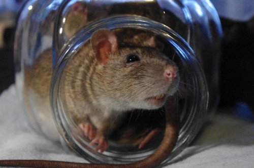 Информационный портал Нью-Йорка о крысах - это все, чего вы никогда не хотели